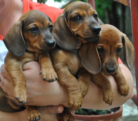 Miniauture Dachshund Short Haired with FCI pedigree